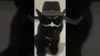 Kucing SANGAR!! 🤣🤣 #shorts