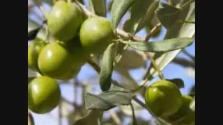 Les oiseaux du Monde - Vert Olive