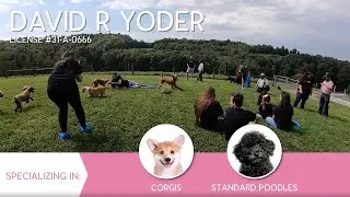 Furry Babies Breeder: David Yoder  (2019)