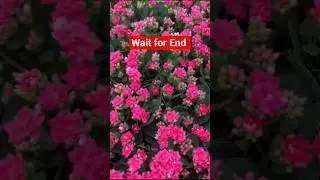 Kalanchoe Plant Care | Kalanchoe Flower Care Tips | Kalanchoe Flowering Secrets | #shorts #viral