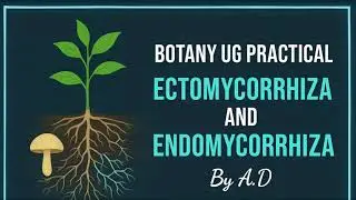 Ectomycorrhiza & Endomycorrhiza | Botany UG Practical |  A.D Tutorial | EchoFlowia Educational