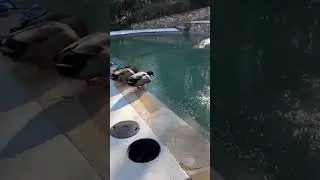 Ducks vs. Frozen Pool: The Ultimate Betrayal 🦆❄️