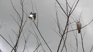 noivinha-branca (Xolmis velatus)