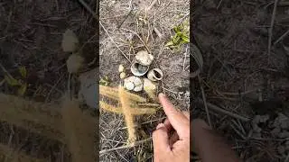 Omg, look at all of them,🥹🥹#insects #naturelover #life #nature