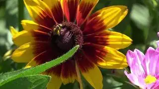 UMN Extension Pollinators for Food Study