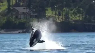 Crazy photographer takes a video of death, whales kill sharks all the way, too dangerous