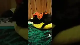 sleepy cat