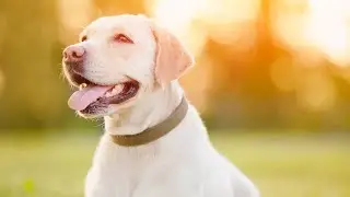 Tips to keep pets safe in hot weather