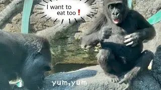 🦍お姉ちゃんに全部食べられる⁉︎Haoko troop