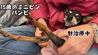 鍼灸師の母のマッサージが大好きで離れなくなったわんにゃんたち