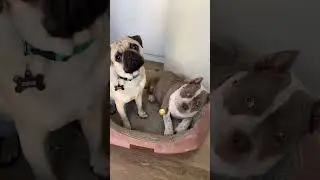 Furry Friends Alert! #fok #FYP #puglove