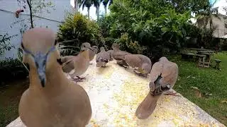 Relaxation for humans, cats & dogs. White-Winged dove in Costa Rica