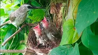 Baby birds grow very fast Mother birds need a lot of food.