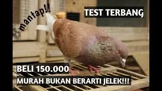TEST TERBANG MERPATI HARGA 150.000 FT. MAS MOKLAS
