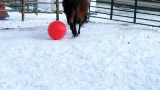 Newfoundland Pony Has A Ball !!