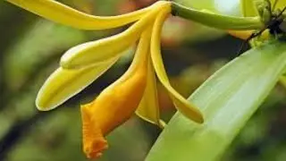 VANILLA ORCHID POTTING with Dr Ashley Palmer. www.palmerorchids.com