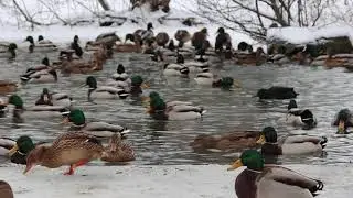Mallard, Stokkand