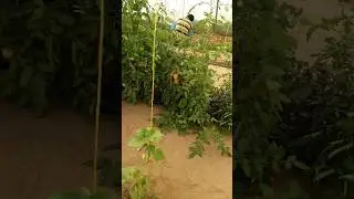 personal garden #motivation #inspiration