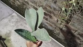 Whale Fin Snake Plant | Rare Indoor Plant for Home D&eacute;cor | Easy Care & Air Purifying 🌿