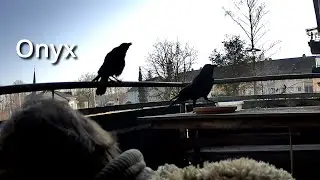Gespr&auml;chig heute meine Schwarzen