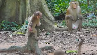 Lynx comes up with a brilliant plan to meet Papa Pongo | When Lynx tries to approach to go closely