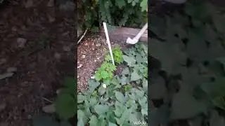 My mini garden in Israel
