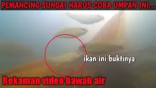 cara ikan nilem memakan umpan di bawah air #underwatercamera #petualangbalicenel