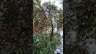 How many apples on an apple tree! #sorts #interesting #beauty #nature #interesting
