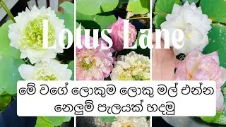 නෙලුම් පැලයක් හදමු |How to Grow a Lotus Plant at Home Successfully | Step-by-Step