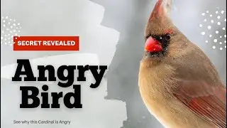 You won&rsquo;t Believe Why This Cardinal Is Fuming!