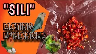 SILI NA MATING ENHANCER AT PAMPAGANA MAG BREED NG AFRICAN LOVEBIRDS | Dexter's Lovebirds - VLOG 54