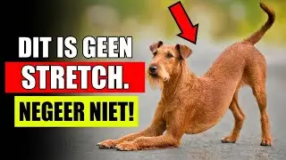 Als Je Hond Zich Uitrekt Wanneer Hij Je Ziet... Dit Is Wat Het Echt Betekent
