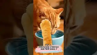 5 Essential Cat Care Tips Every Owner Should Know #catcare#cattips#catshorts#petcare#catlover#cats