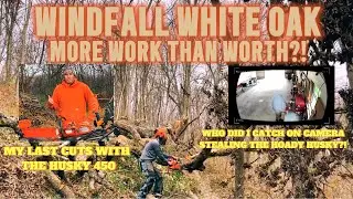 Windfall White Oak! Husqvarna 450 Chainsaw Cutting Firewood! Was it more work than it was worth?!