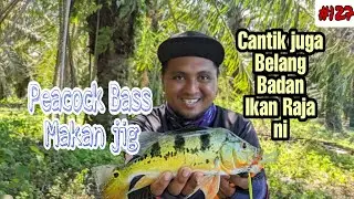 Ikan Raja/Peacock Bass Ikan Cantik Serta Mempunyai Rasa Yang Sedap