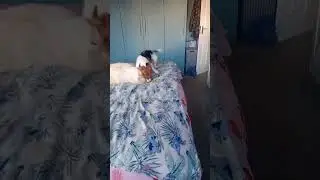 Funny Dog 🐾 BJJ 🥋 #bjj #isuckatjiujitsushow #jiujitsu #grappling #funny #funnyanimals