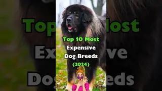 10 самых дорогих пород собак (2024) #породысобак #шорты #вирусноевидео #фактыособаках #дорого #топ10