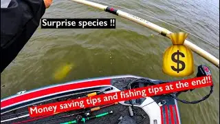 The CRAZIEST School of fish IVE EVER SEEN!!! Crab Orchard lake 2023