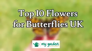 Top 10 Flowers for Butterflies UK