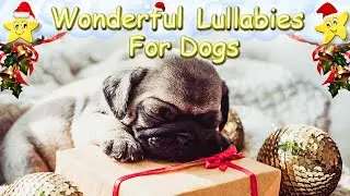 Super Relaxing Christmas Music For Pug Dogs ♫ Calm Your Puppy And Pet Instantly