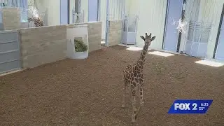 New animals arrive at STL Zoo&rsquo;s North County location
