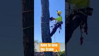 Float AWAY 🔥🤘🏻🪵 #logging #logcutting #crane #chainsaw #protos #trending #floating #stihl #axe