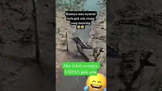 ikan lagi nunggu UMPAN #comedy #foryou #viralvideo #shortsvideo #mancing