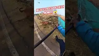 Gojo Double Dog Catch #dog #streetdogrevival #city #ytviral #gojo
