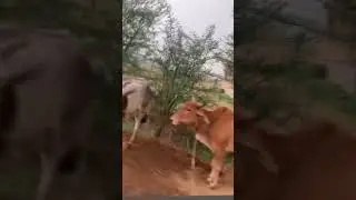 Village view #gaokavlog #thebiharitraveller #wandererbihari #patnabihar #patnabeats #ytshorts