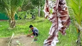 Planting and harvesting fruits in the backyard #agrichef #cookingdemo #simplecooking #MRCHEFSTV