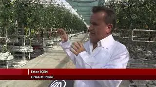 Yenilenebilir enerjiyle 4 mevsim domates