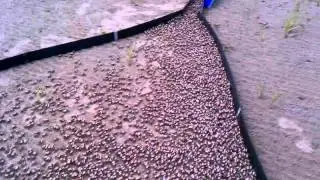 Catching Fiddler Crabs