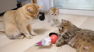 Aunt cat Lili is more fascinated with a toy that can punch infinitely than kitten Chai!