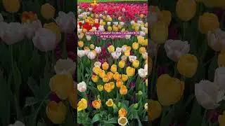 🌸 Experience Over Half a Million Blooms in Texas ✨ Dallas Blooms is back at starting Feb 21&ndash;Apr